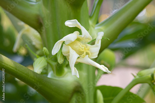 Photos 青パパイヤの花（carica papaya）、実が食用（果物と野菜としても食べられる）