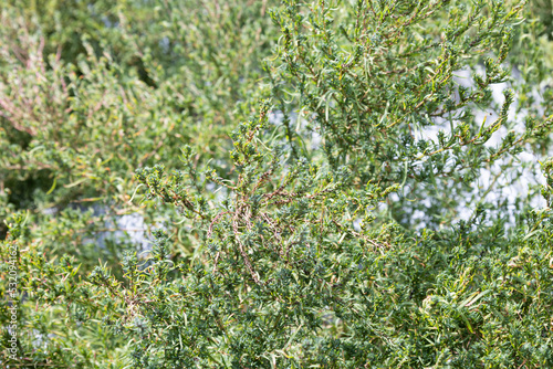 ホウキギ　学名：kochia scoparia　生薬名：ジフシ　東北地方名産のトンブリ、「畑のキャビア」といわれる。 photo