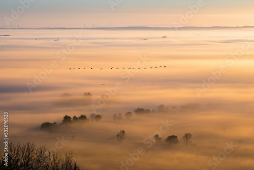 Cranes flying above the mist at sunrise