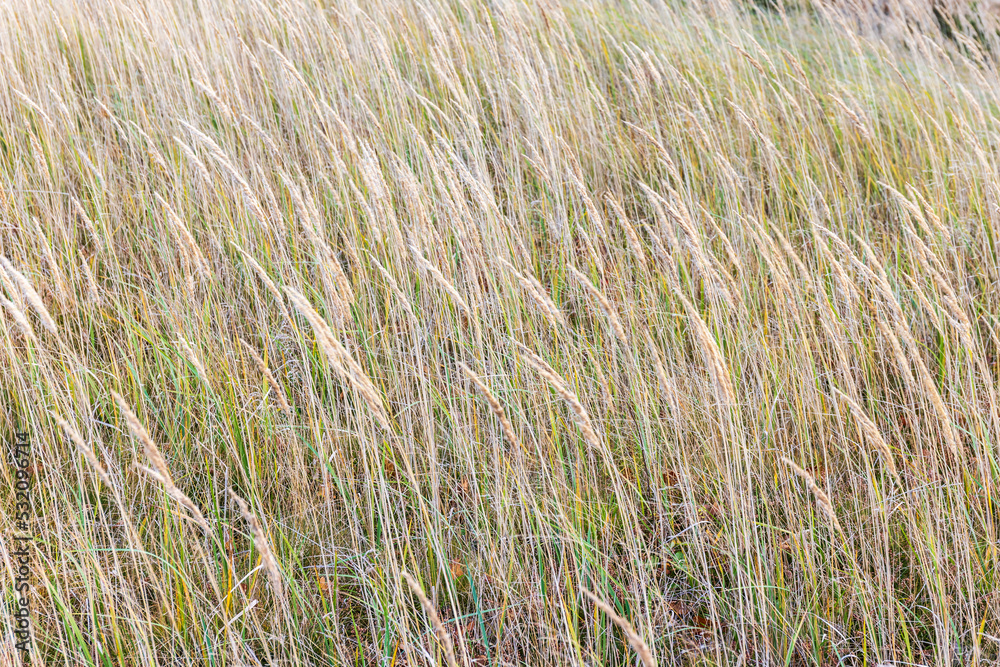 Fototapeta premium Dry grass on a meadow in autumn