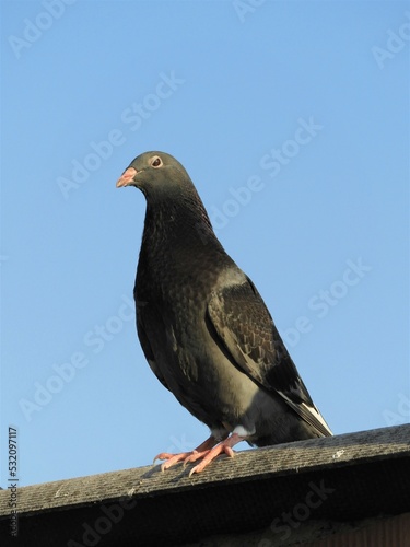 adana posta güvercini pigeon, bird, animal, dove
