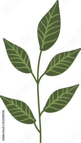 Illustration of plant © vastron