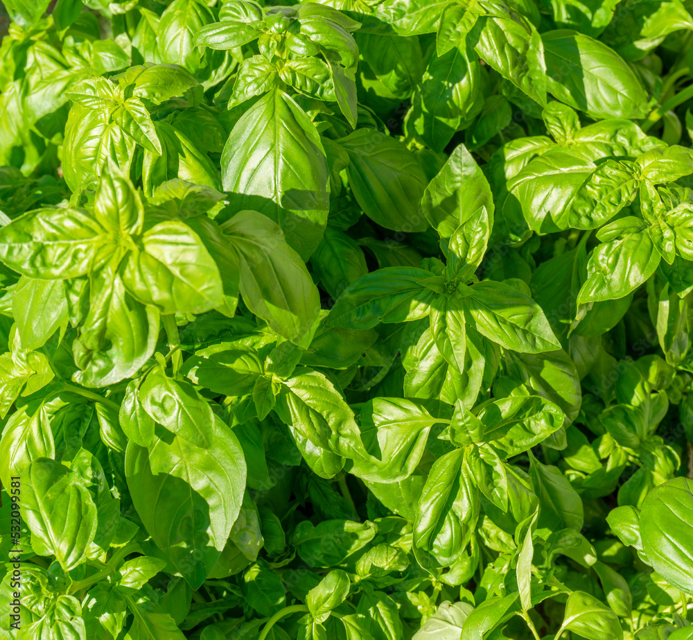 Basil plants Basil plants