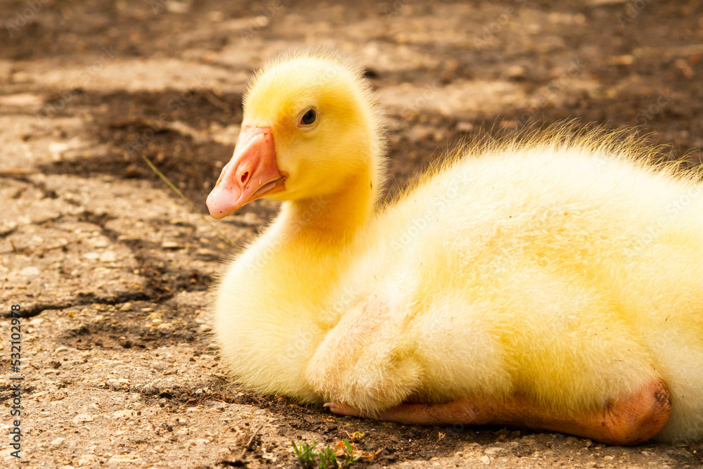 Gosling. Poultry farm for breeding geese. Little goose chicks in the grass. Gosling. Poultry farm for breeding geese. Little goose chicks in the grass.