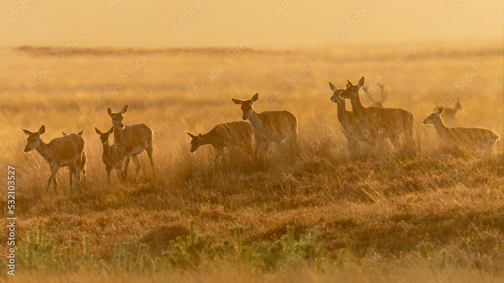 Fototapeta premium A group of Red deer (Cervus elaphus) in rutting season on the fields of National Park Hoge Veluwe in the Netherlands. Forest in the background. At sunset. 