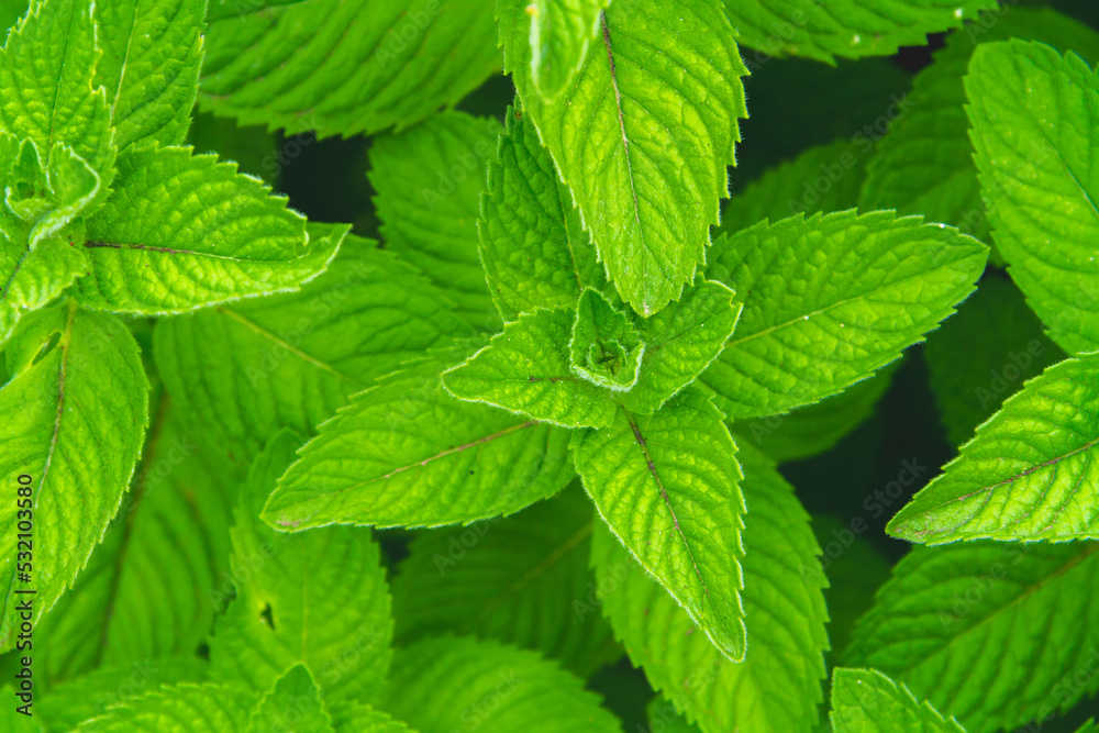 Background from green grass. Green leaves with water drops close up. Background from green grass. Green leaves with water drops close up.