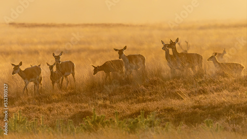 A group of Red deer (Cervus elaphus) in rutting season on the fields of National Park Hoge Veluwe in the Netherlands. Forest in the background. At sunset. 
