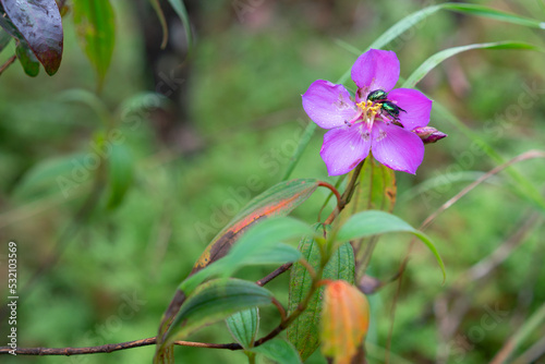 Insects in violet flowers at the forest
