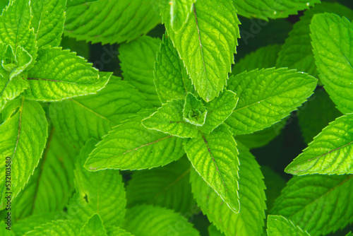 Background from green grass. Green leaves with water drops close up.