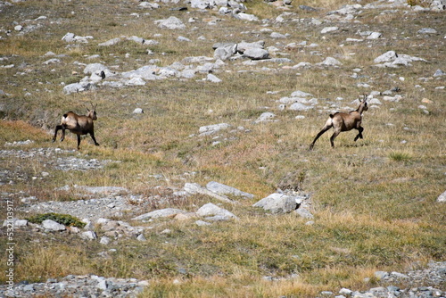 The chamois grazing in the Gran Paradiso park