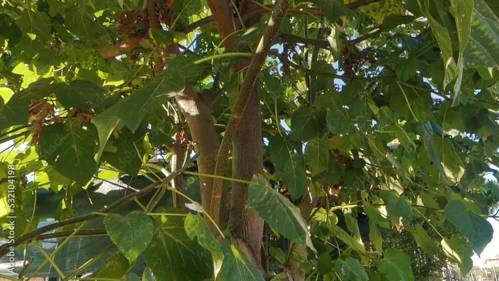 Paulownia tree - Biomass as a renewable energy resource