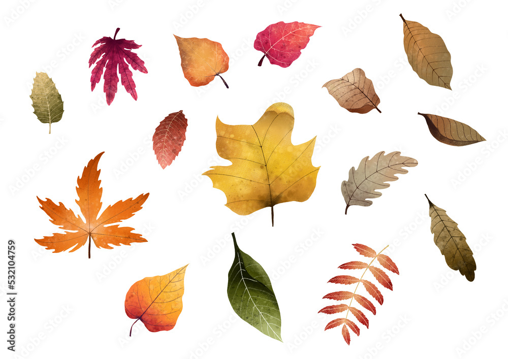 autumn leaves isolated traceable