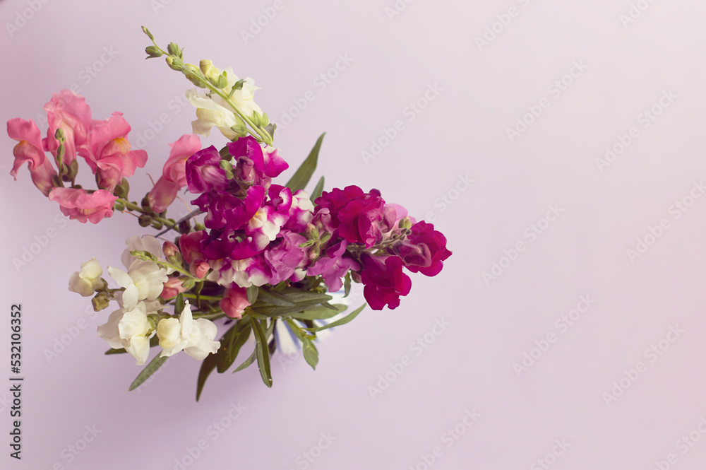 Bouquet of flowers of Antirrhinum majus on a lilac background.
