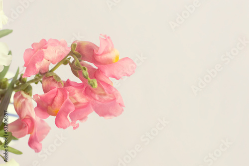 Peach-colored flower Antirrhinum majus on a beige background. Floral background.