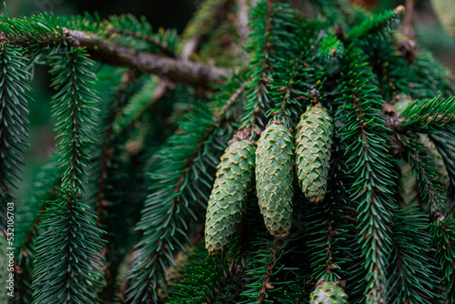 Tree cones with resin bumping between pine needles.