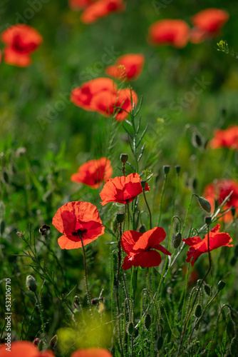 Field of poppy flowers papaver rhoeas in spring.