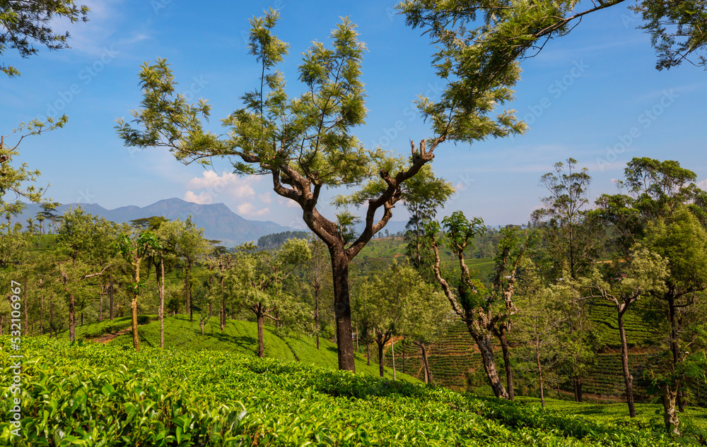 Tea plantation Tea plantation