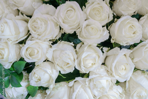 Natural background of beautiful white roses. Fresh flowers.