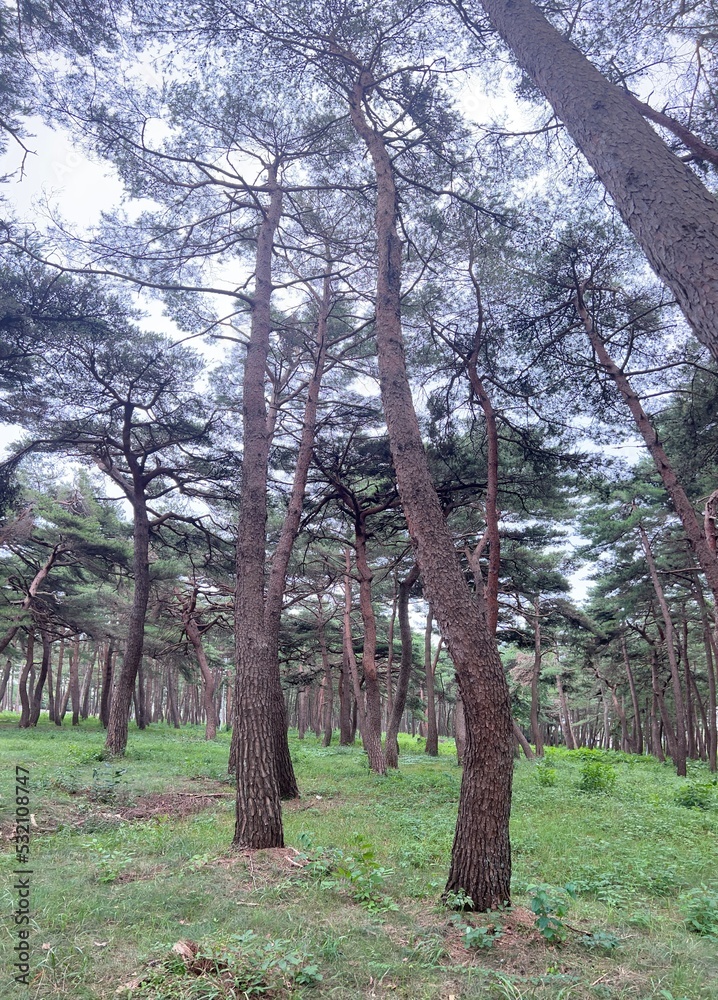 Obraz premium nature pine forest autumn sky