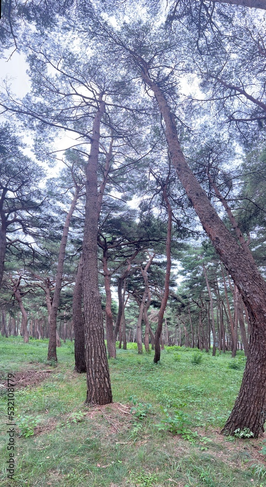 Fototapeta premium nature pine forest autumn sky