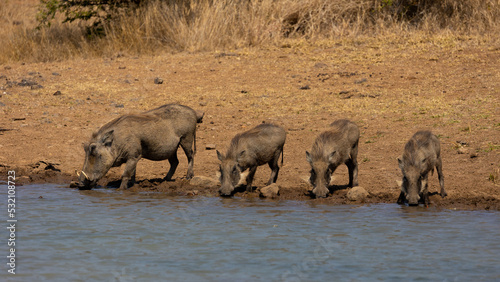 a warthog mother and children