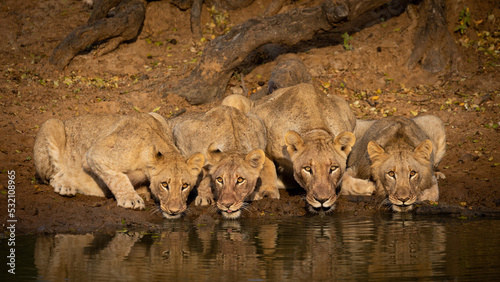 Lioness and 3 sub adult cubs drinking water together photo