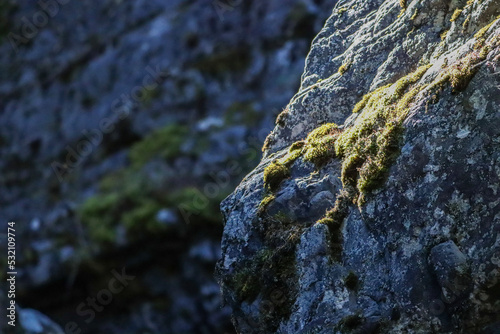 Moss on a rock.