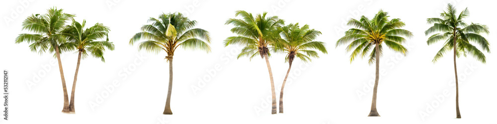 coconut trees, cocos palm isolated on white background