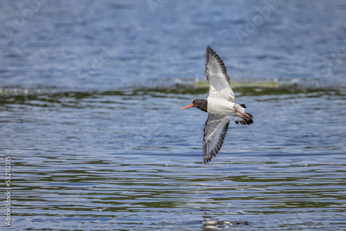 oystercatcher flying over water
