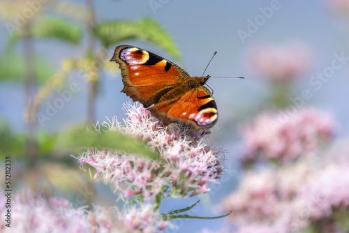 Peacock butterfly on flower with blue sky photo