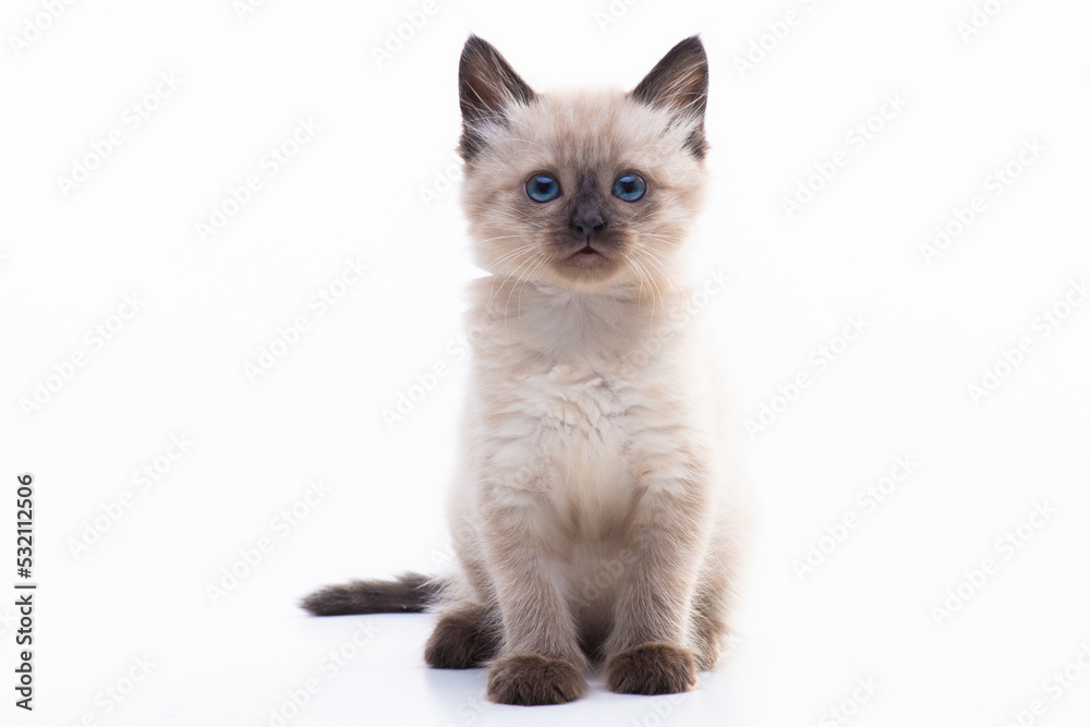 Close up portrait of funny curious Siamese cat looking at the camera attentive isolated on a white background with copy space. Picture for pet shop