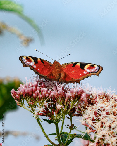 Peacock butterfly on flower with blue sky
