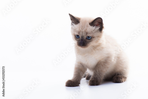 Fototapeta Naklejka Na Ścianę i Meble -  A small kitten sits and looks thoughtfully. Isolated on white background. Concept of goods for cats, veterinary clinic and pet shop