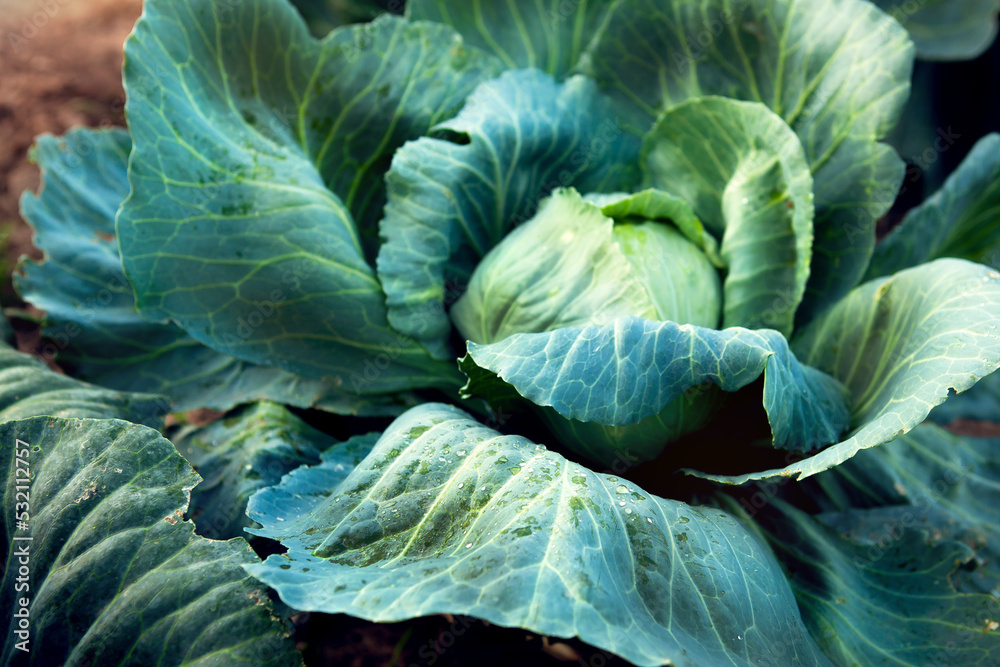Obraz premium Fresh, white cabbage growing in a vegetable garden on a farm. Organic farming.