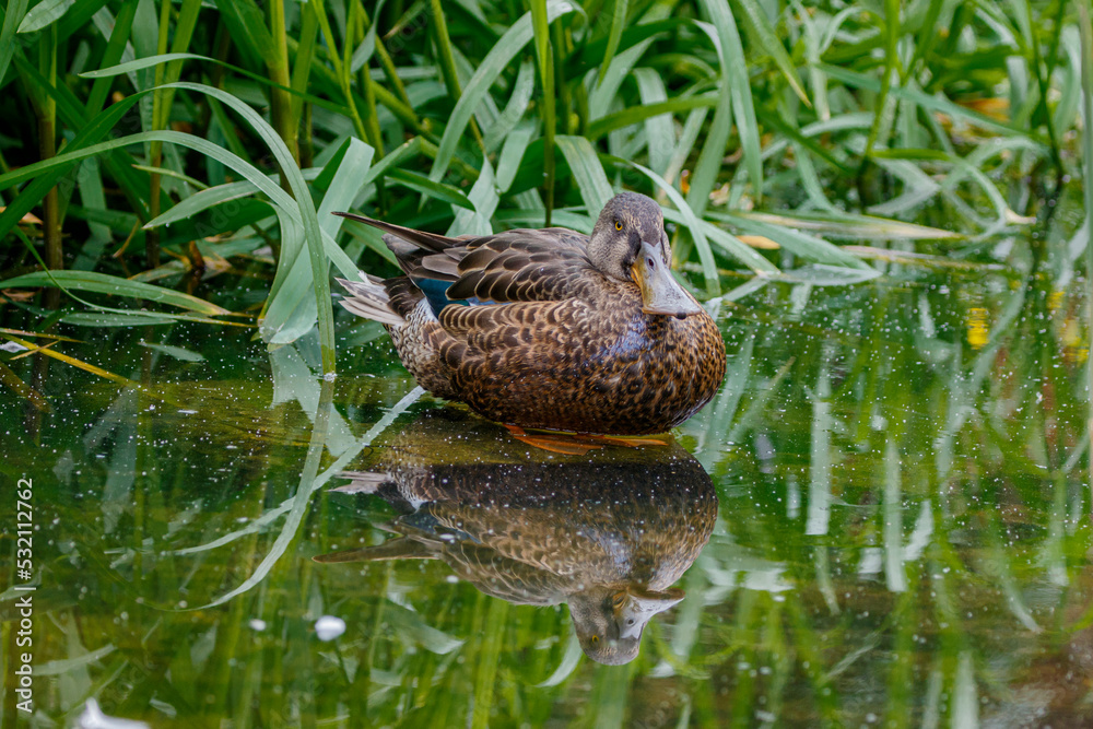 duck in the water reflection duck in the water reflection