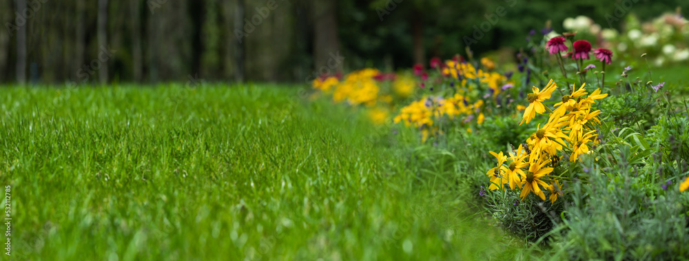 trawnik i łąka kwietna z bylin, rudbekie, jeżówki, przetacznik, flower meadow and lawn - obrazy, fototapety, plakaty 