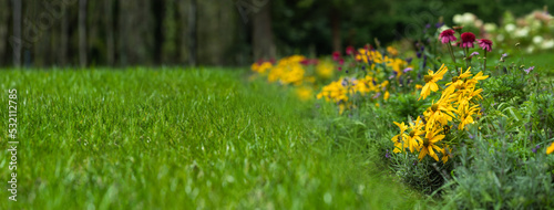 trawnik i łąka kwietna z bylin, rudbekie, jeżówki, przetacznik, flower meadow and lawn photo