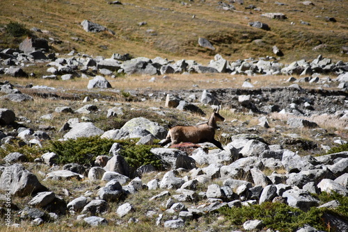 The chamois grazing in the Gran Paradiso park