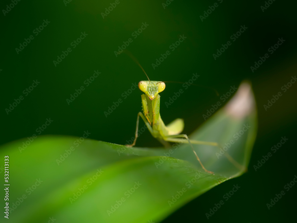 preying mantis mantid mantises on leaf preying mantis mantid mantises on leaf