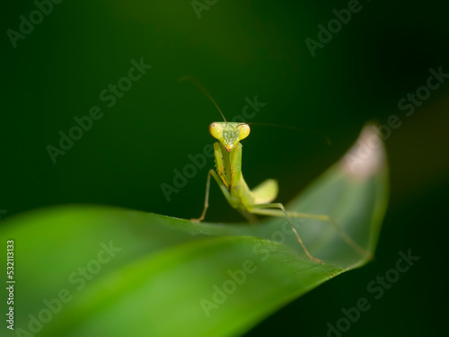 preying mantis mantid mantises on leaf