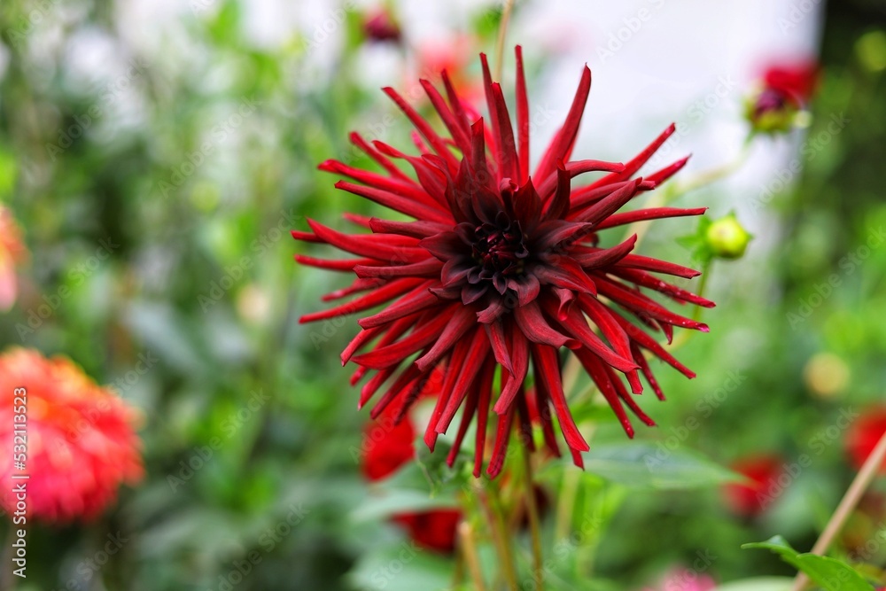 Dahlia flowers in the garden on green leaves background. Dahlia Nuit d'Ete Dahlia flowers in the garden on green leaves background. Dahlia Nuit d'Ete