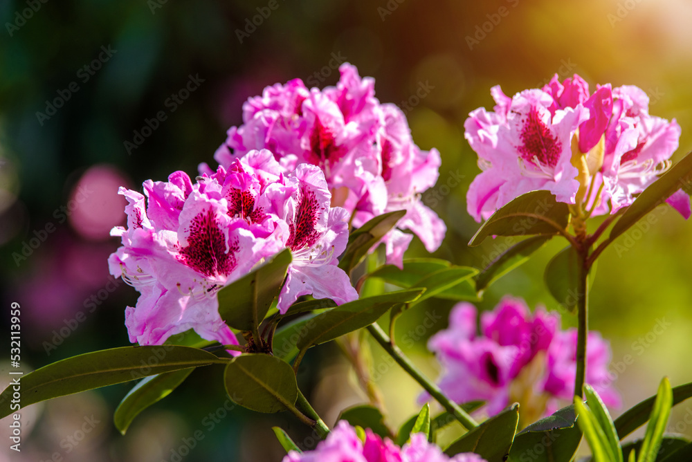 pink rhododendron blooms in the Botanical garden
pink rhododendron blooms in the Botanical garden