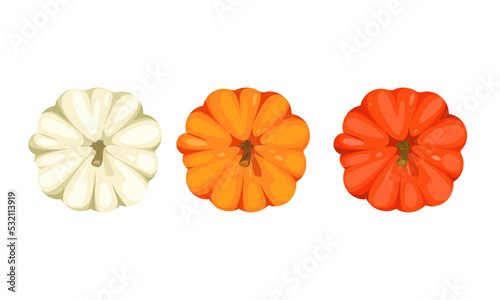 A set of autumn pumpkins, top view.White, yellow and orange pumpkin for Thanksgiving and Halloween.Vector illustration.