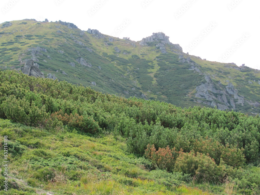 Fototapeta premium forest in the mountains