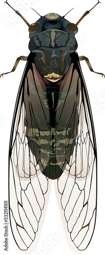 Meimuna opalifera ツクツクボウシ