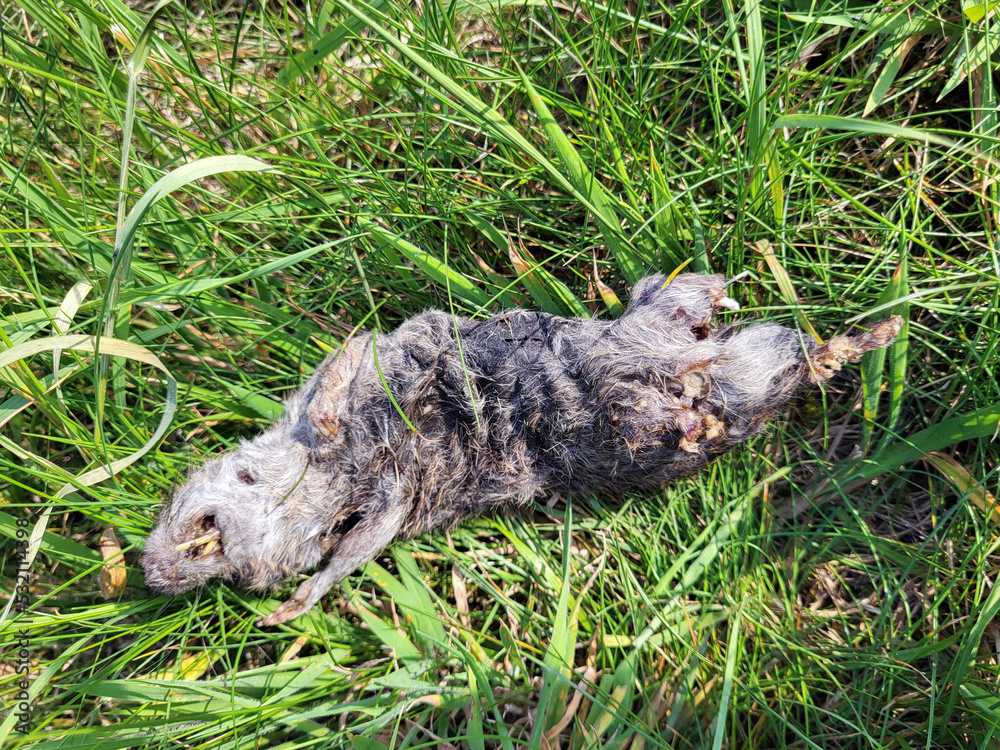 Obraz premium Brown Rat - also known as the common, street, sewer and wharf rat - is a widespread species of common rat. (Rattus norvegicus)