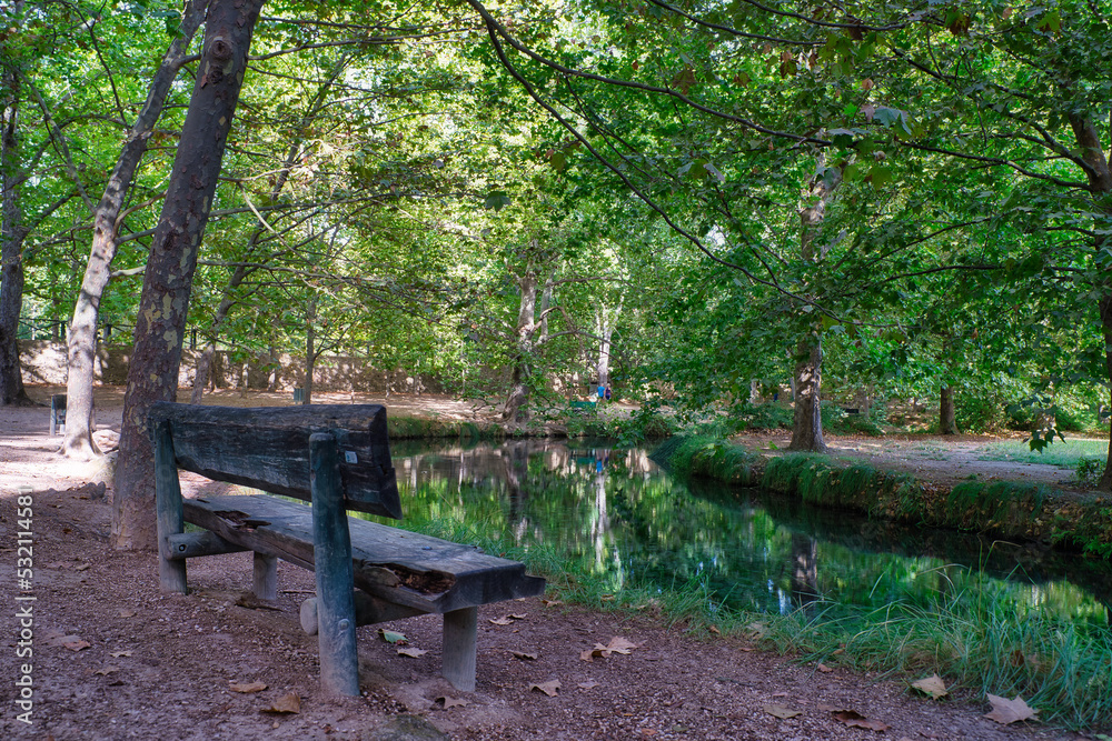 forest of large trees in autumn.