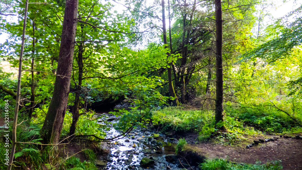 Obraz premium sun in the forest