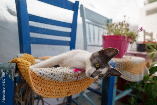 Kociak leżący na krześle w Grecji