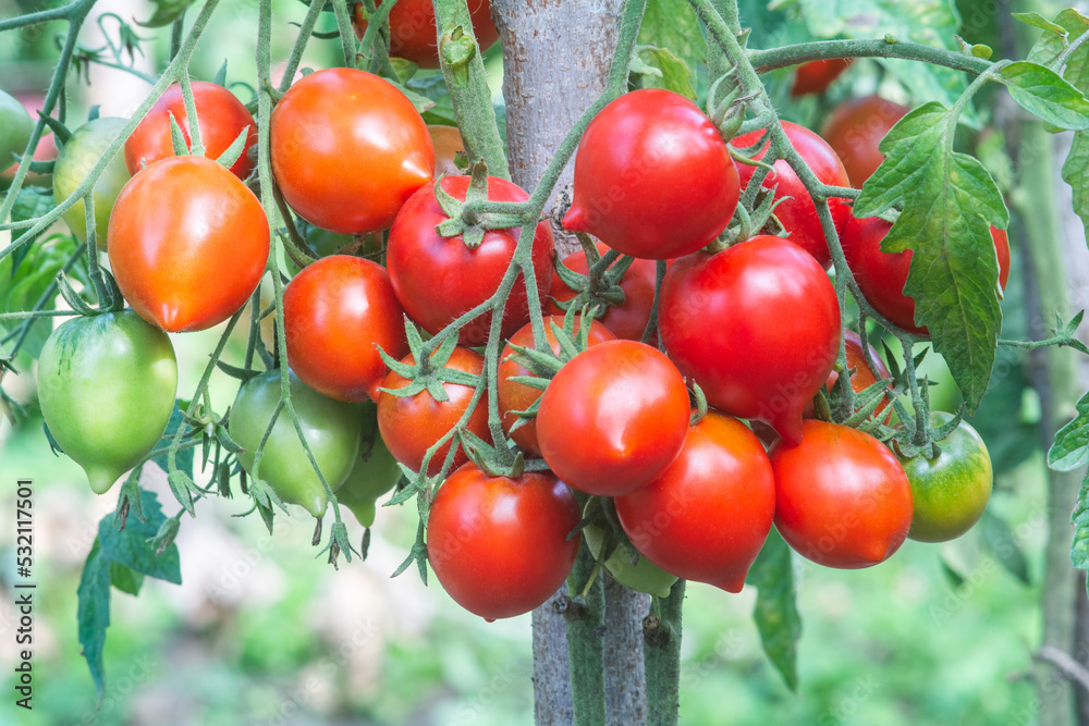 Red oval tomatoes with a beak ripen on tomato bushes. Tomatoes of the Arab Emirates variety
